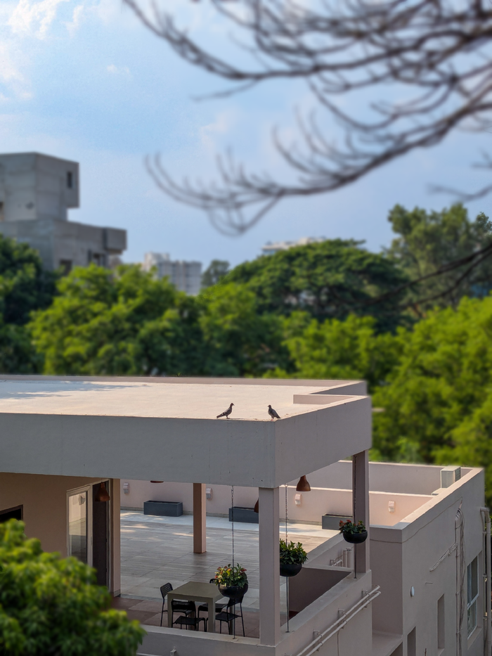 A rooftop terrace with birds enjoying a sunny day, surrounded by lush greenery.